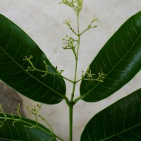 Anodendron parviflorum (Roxb.) I.M.Turner